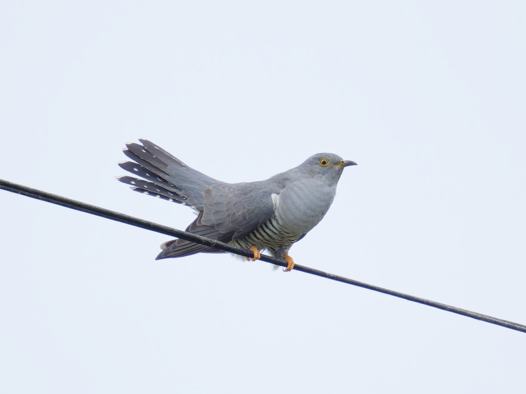 Cuckoo